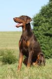 DOBERMANN 1098